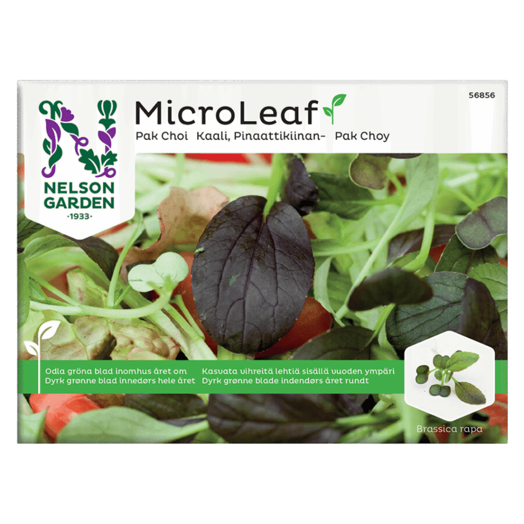 Pak-Choi-Sprossen