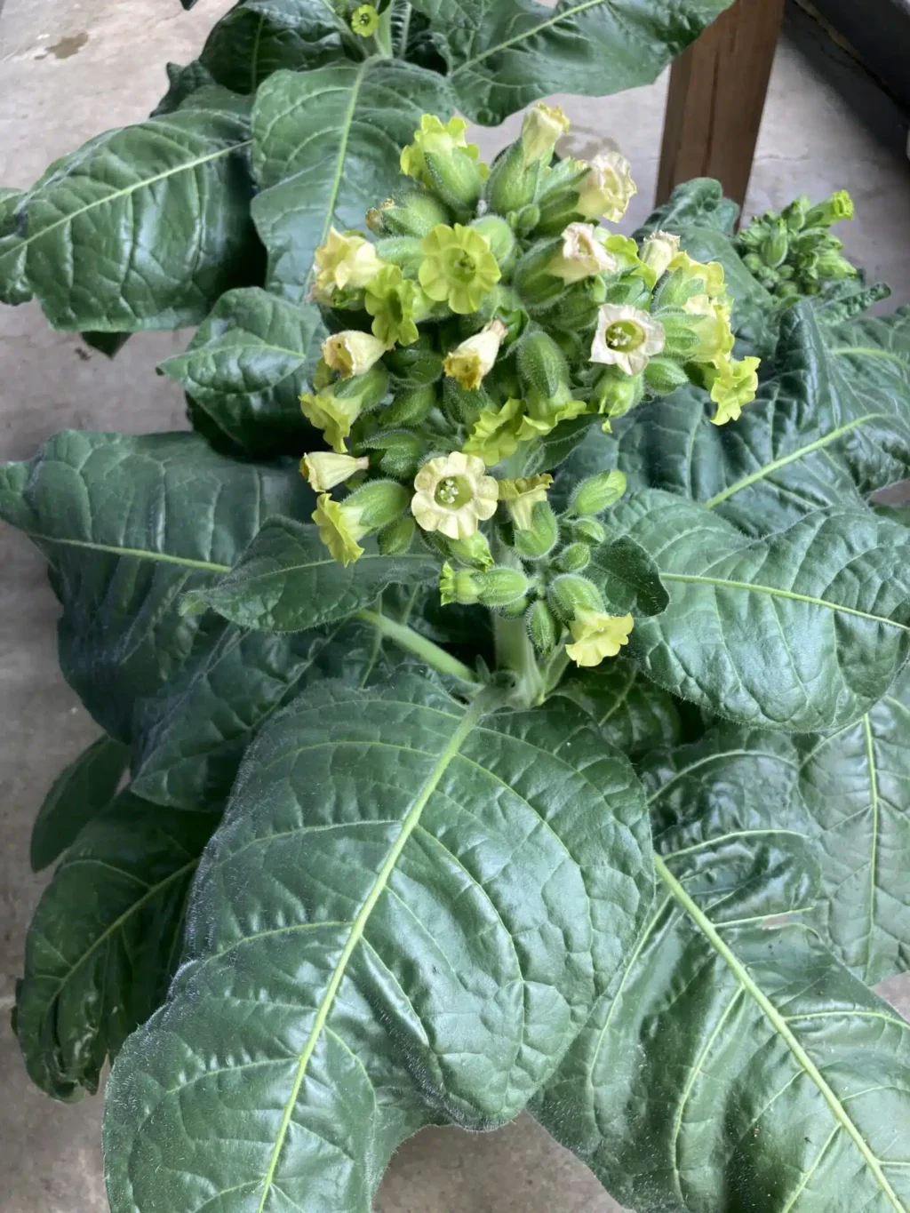 Nicotiana Tabacum Rustica 'Bauerntabak'