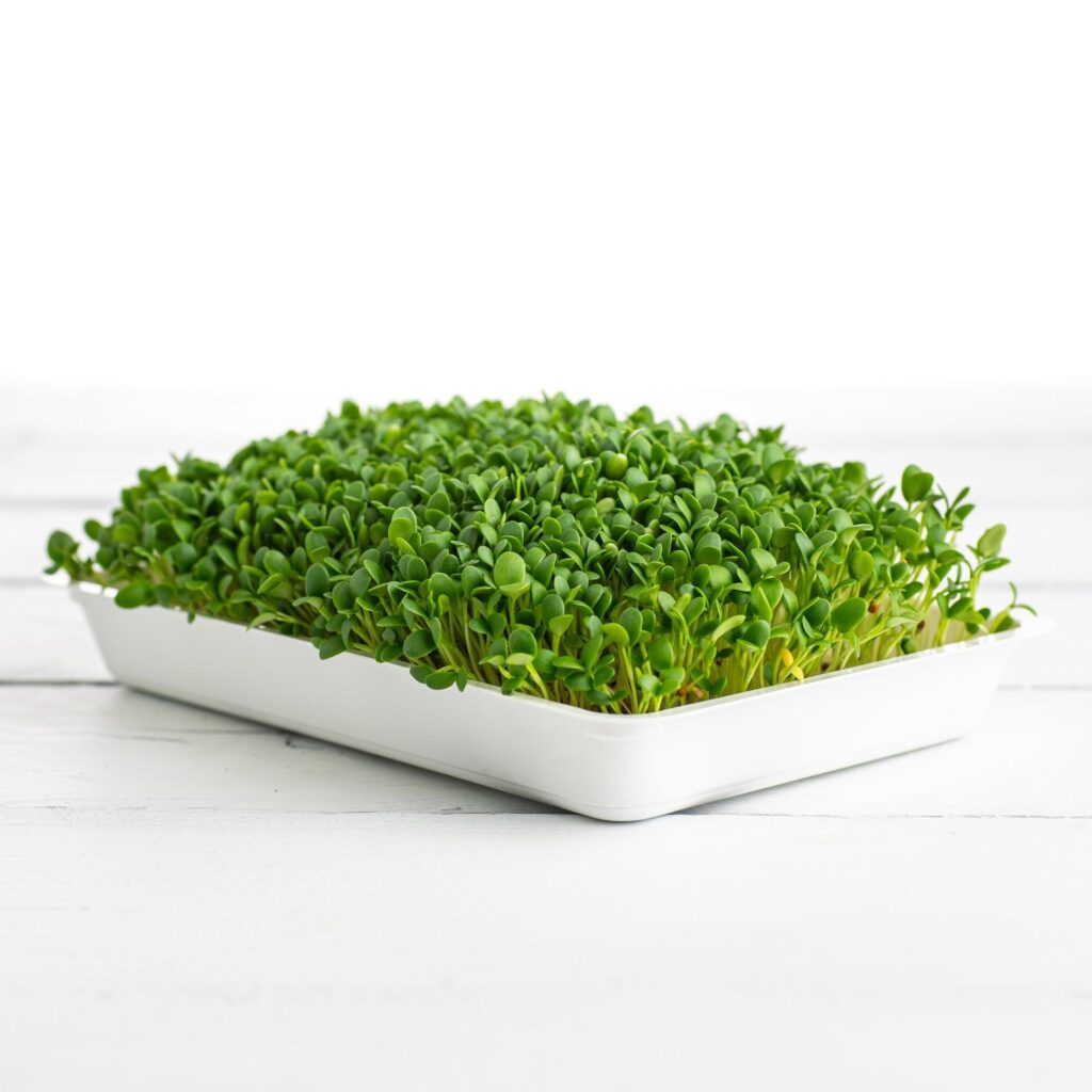 Bio-Kleesamen – bakteriengetestete Keimsamen