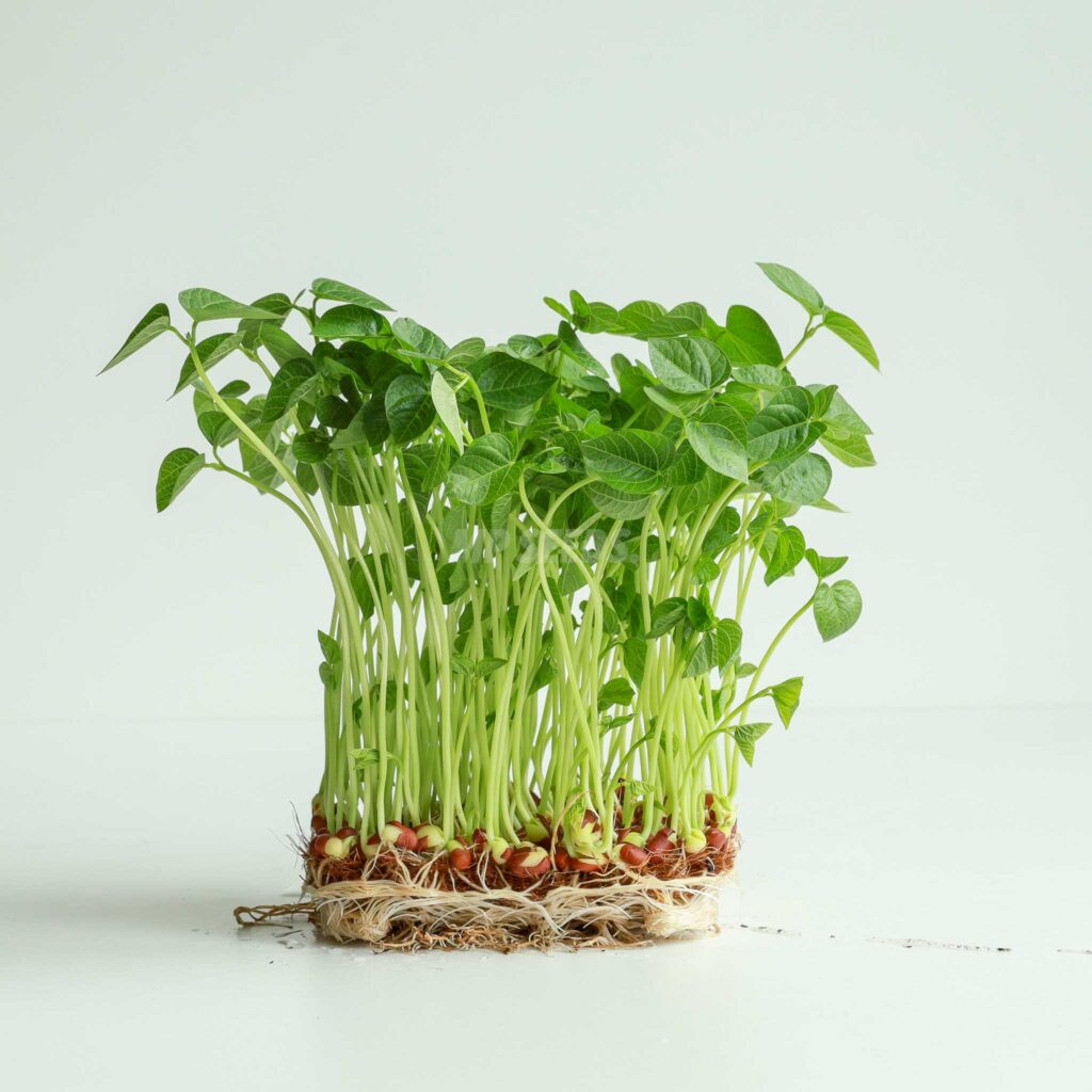 Adzukibohnen – Samen für Sprossen und Microgreens