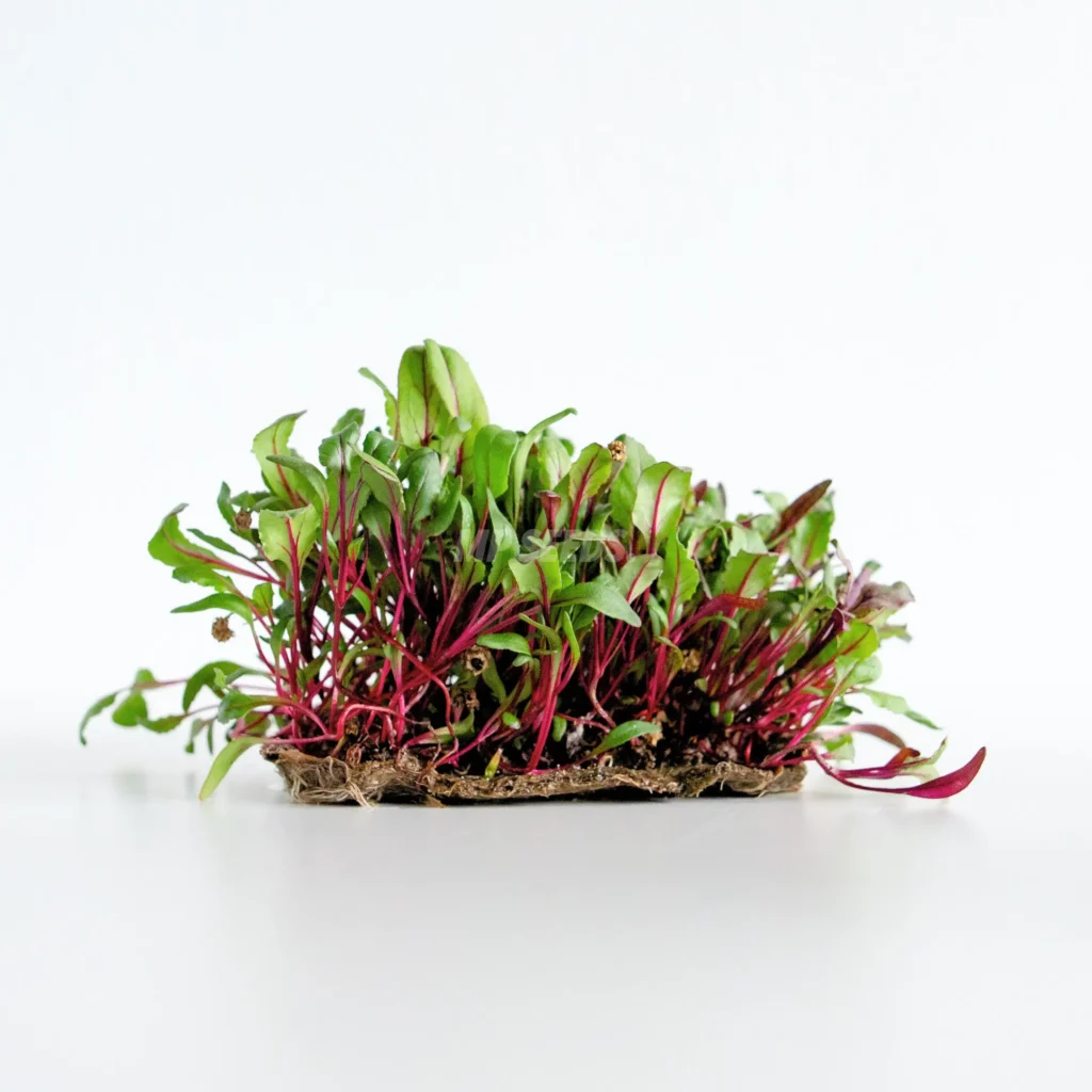Rote Bete – Samen für Microgreens