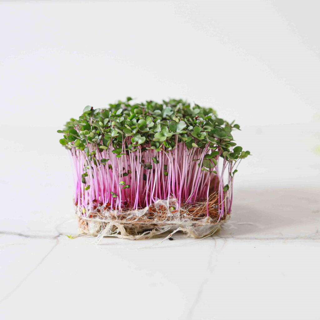 Rotkohl – Samen für Microgreens