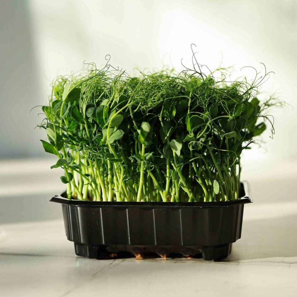 Erbsensprossen Foxy – Samen für Microgreens