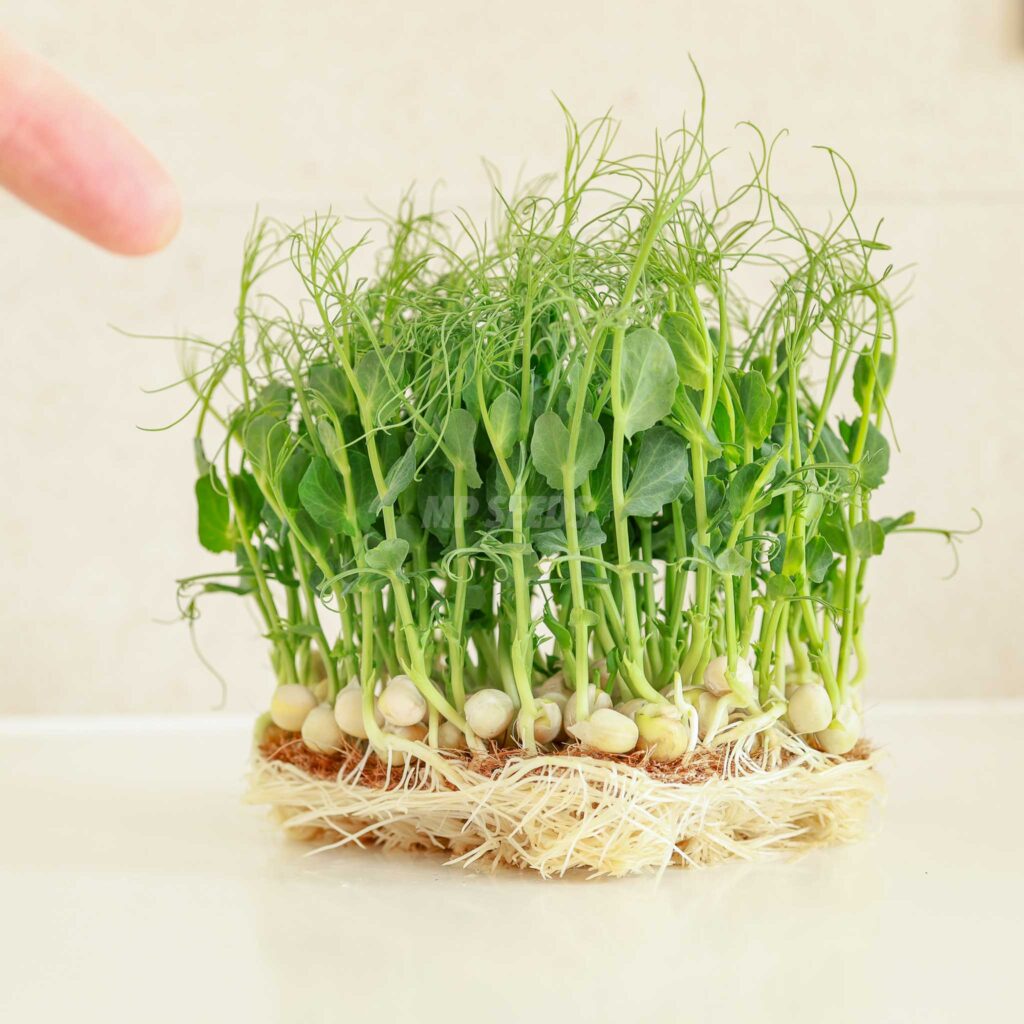 Erbsensprossen Jumbo – Samen für Microgreens