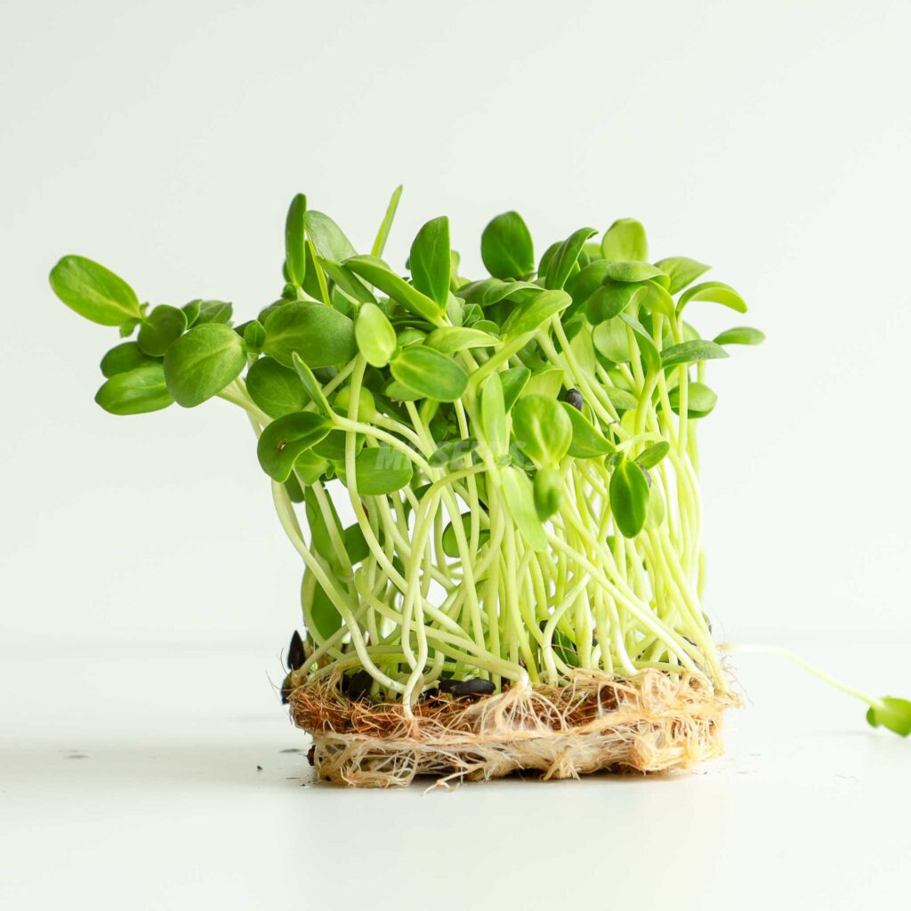 Sunflower Big – Samen für Microgreens