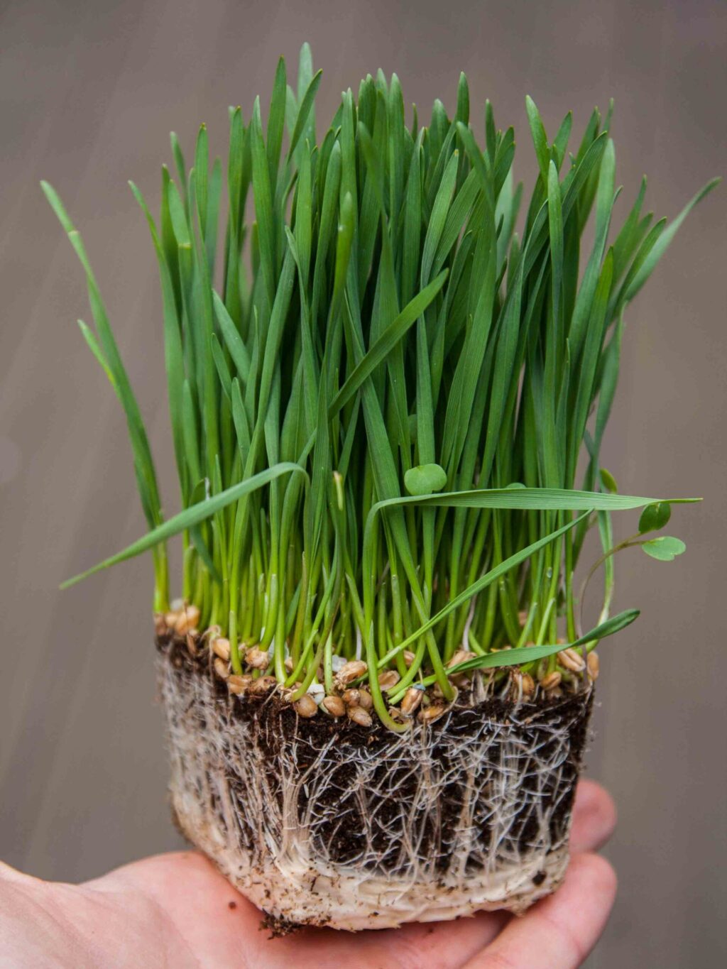 Weizengras - Samen für Microgreens