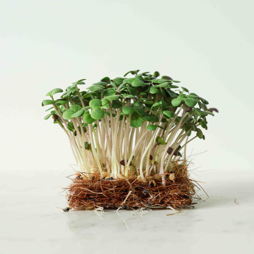Weißer Senf – Samen für Microgreens