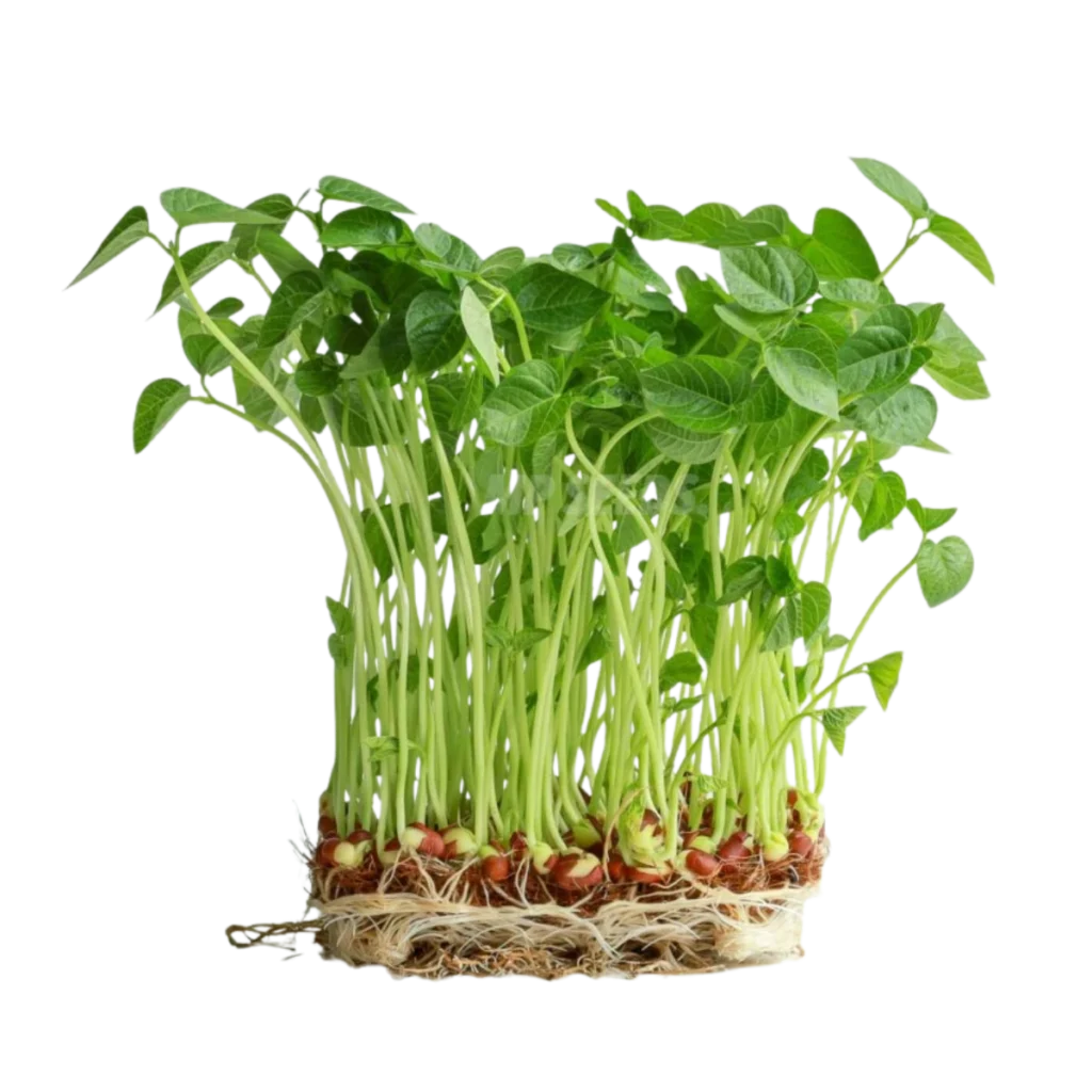 Adzukibohnen – Saatgut für Sprossen und Microgreens