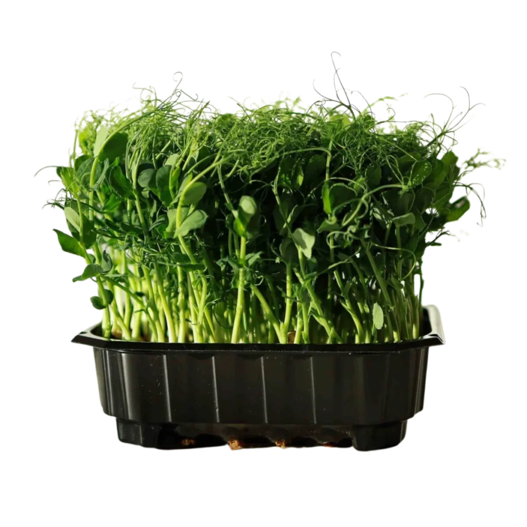 Erbsensprossen Foxy – Samen für Microgreens