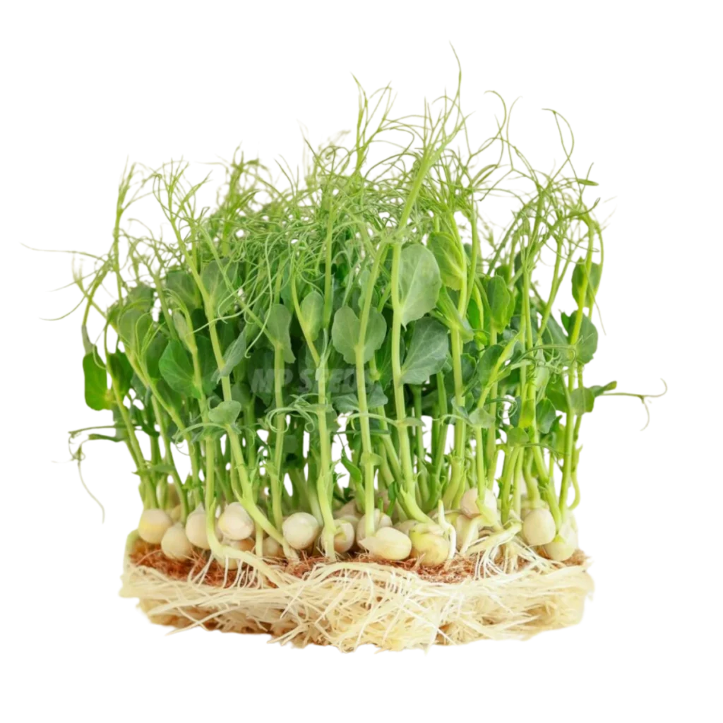 Erbsensprossen Jumbo – Samen für Microgreens