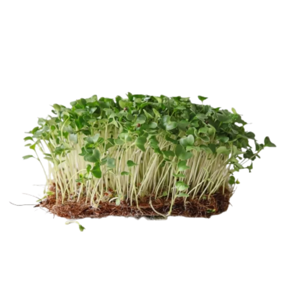 Broccoli Calabrese – Samen für Microgreens