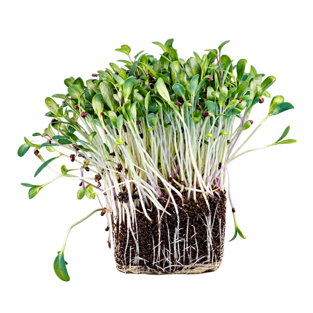 Bockshornklee – Samen für Microgreens