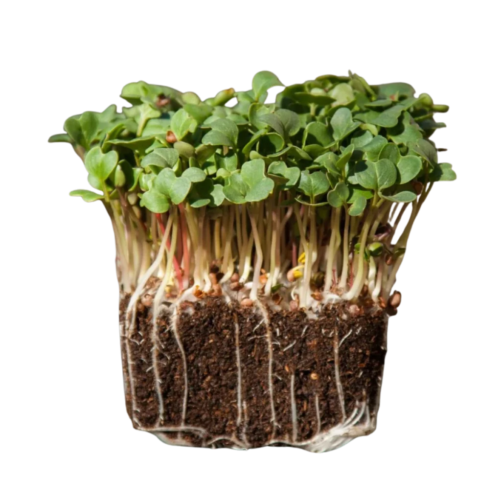 Daikon-Rettich – Samen für Microgreens