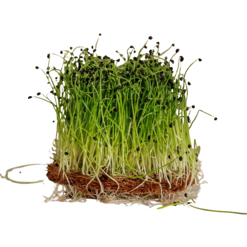 Garlic – Samen für Microgreens
