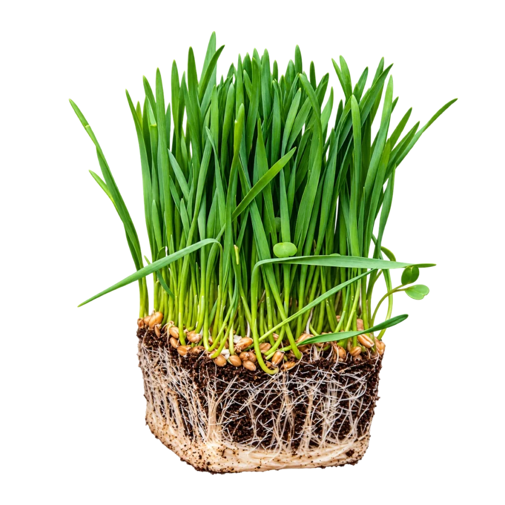 Weizengras – Samen für Microgreens