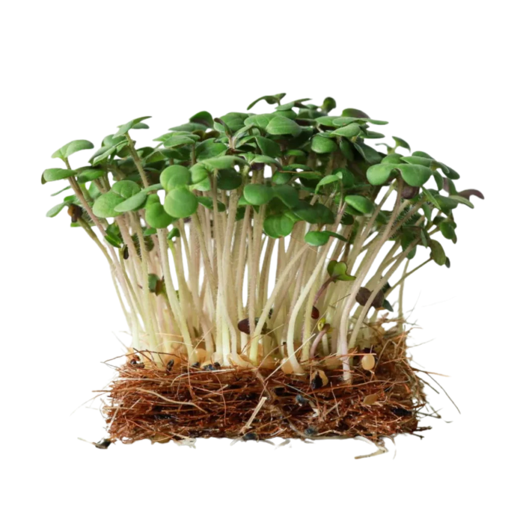 Weißer Senf – Samen für Microgreens