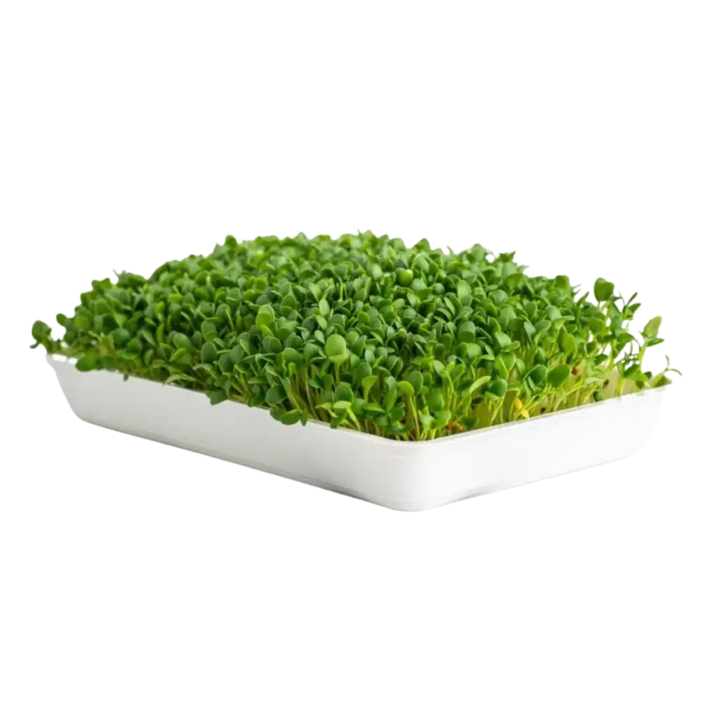Kleesamen – Samen für Microgreens