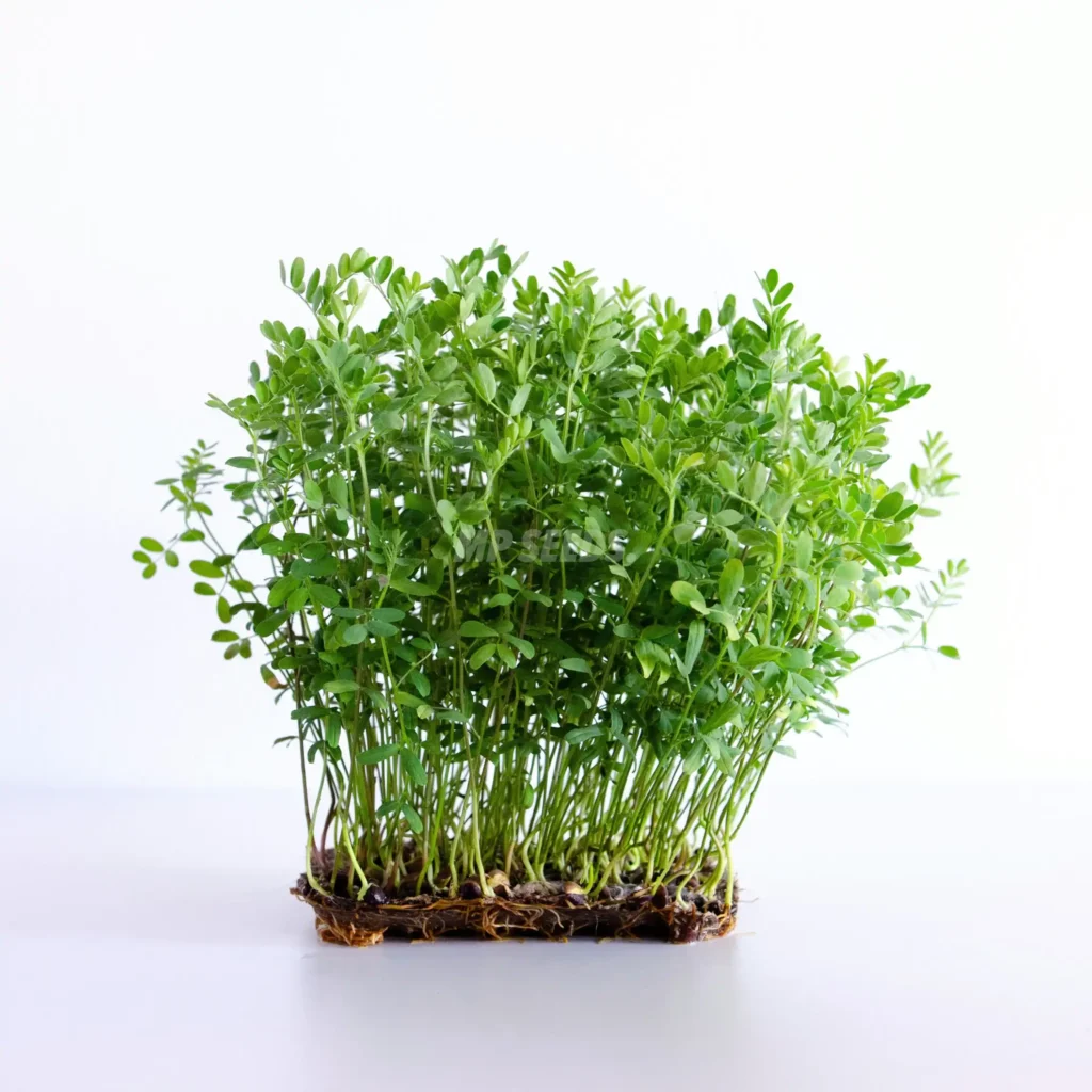 Linsen – Samen für Sprossen und Microgreens
