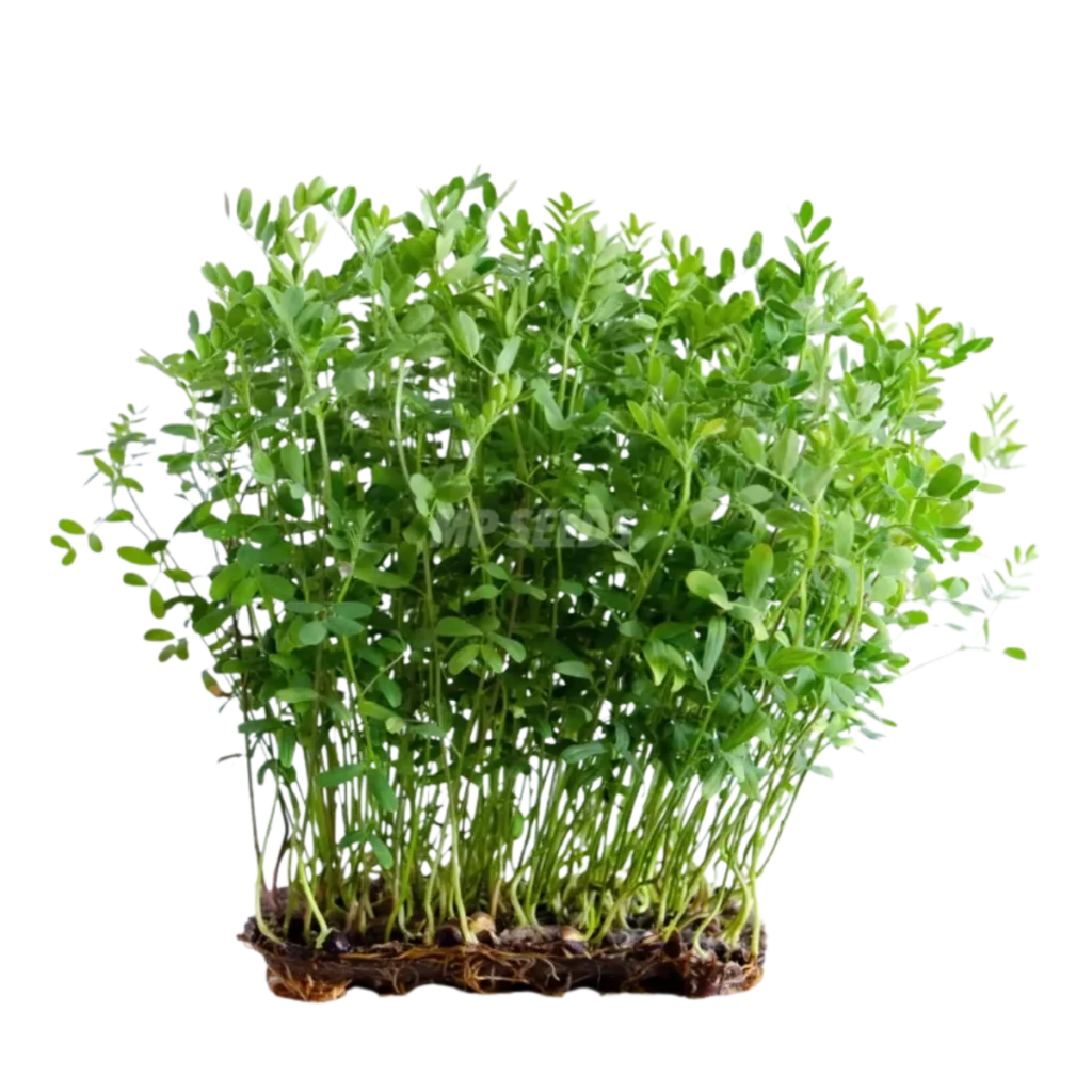Linsen – Samen für Sprossen und Microgreens