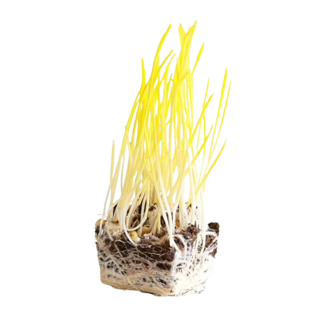 Mais – Samen für Microgreens