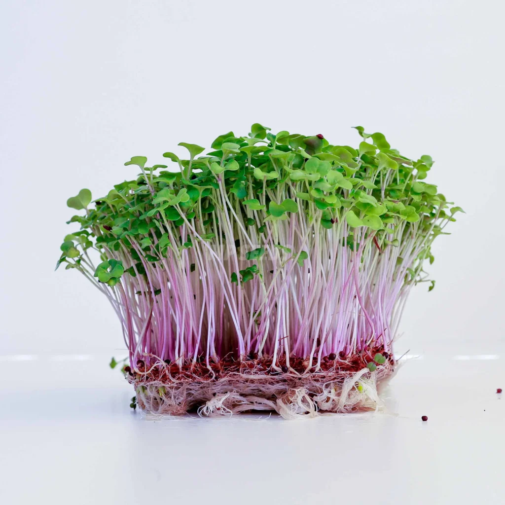 Raps – Samen für Microgreens