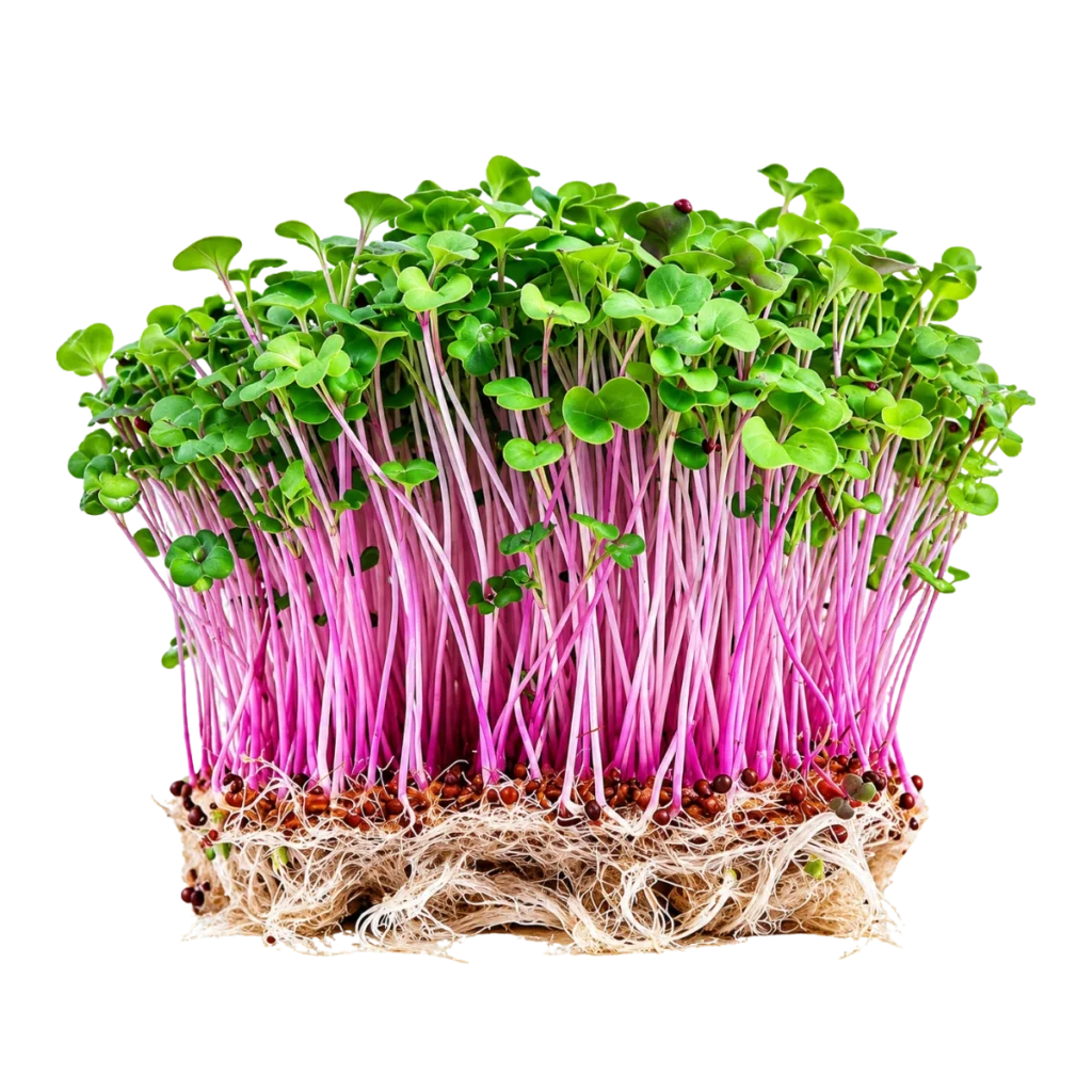 Raps – Samen für Microgreens