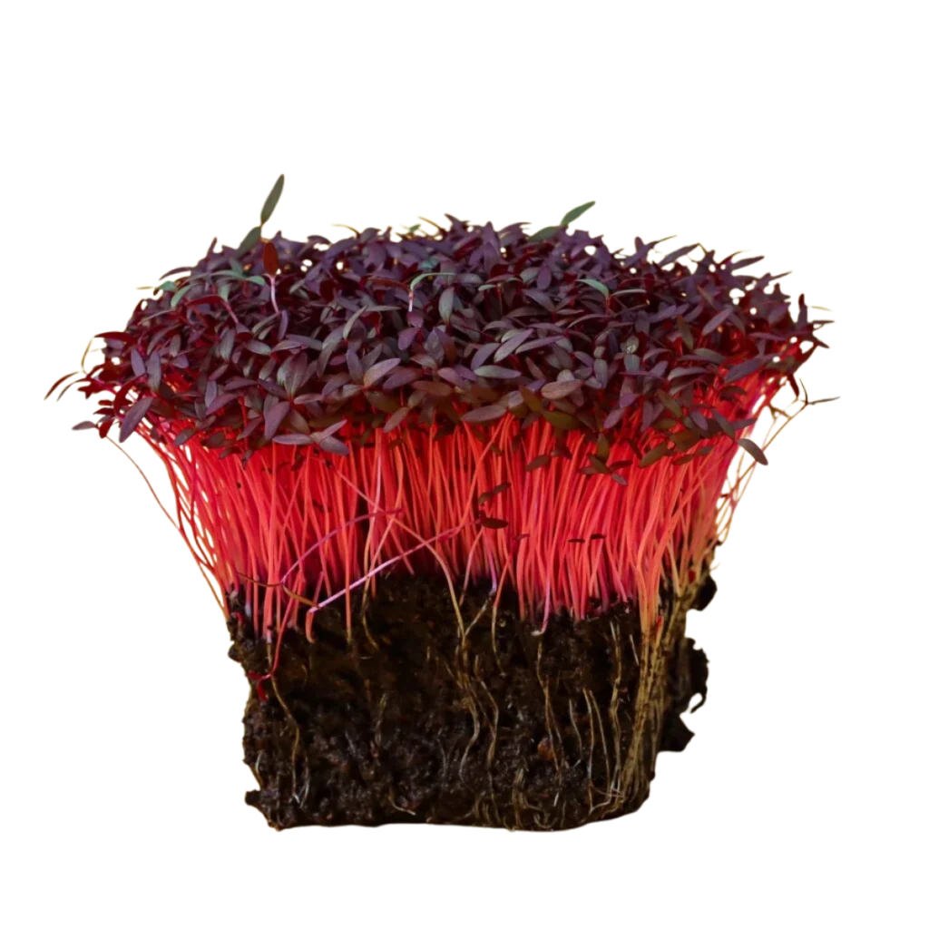 Roter Amarant – Samen für Microgreens
