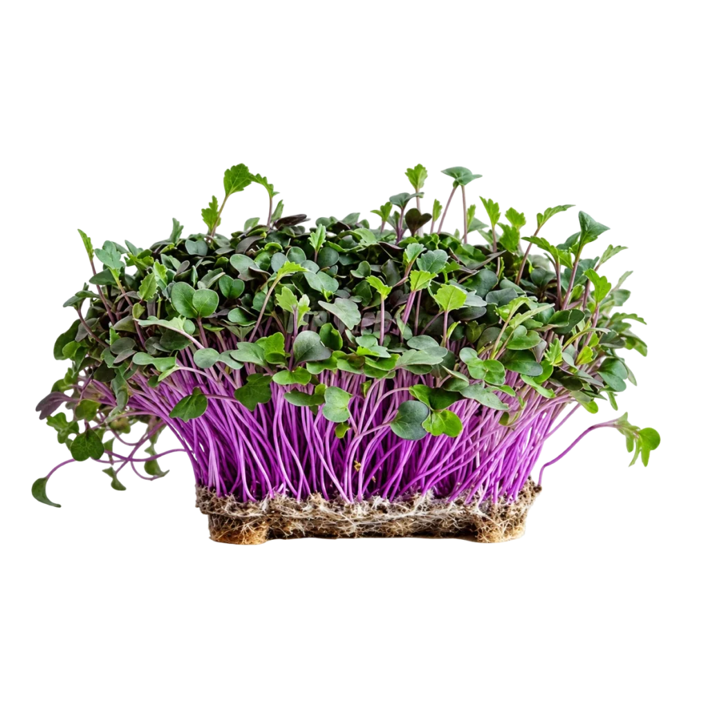 Roter Kohlrabi – Samen für Microgreens
