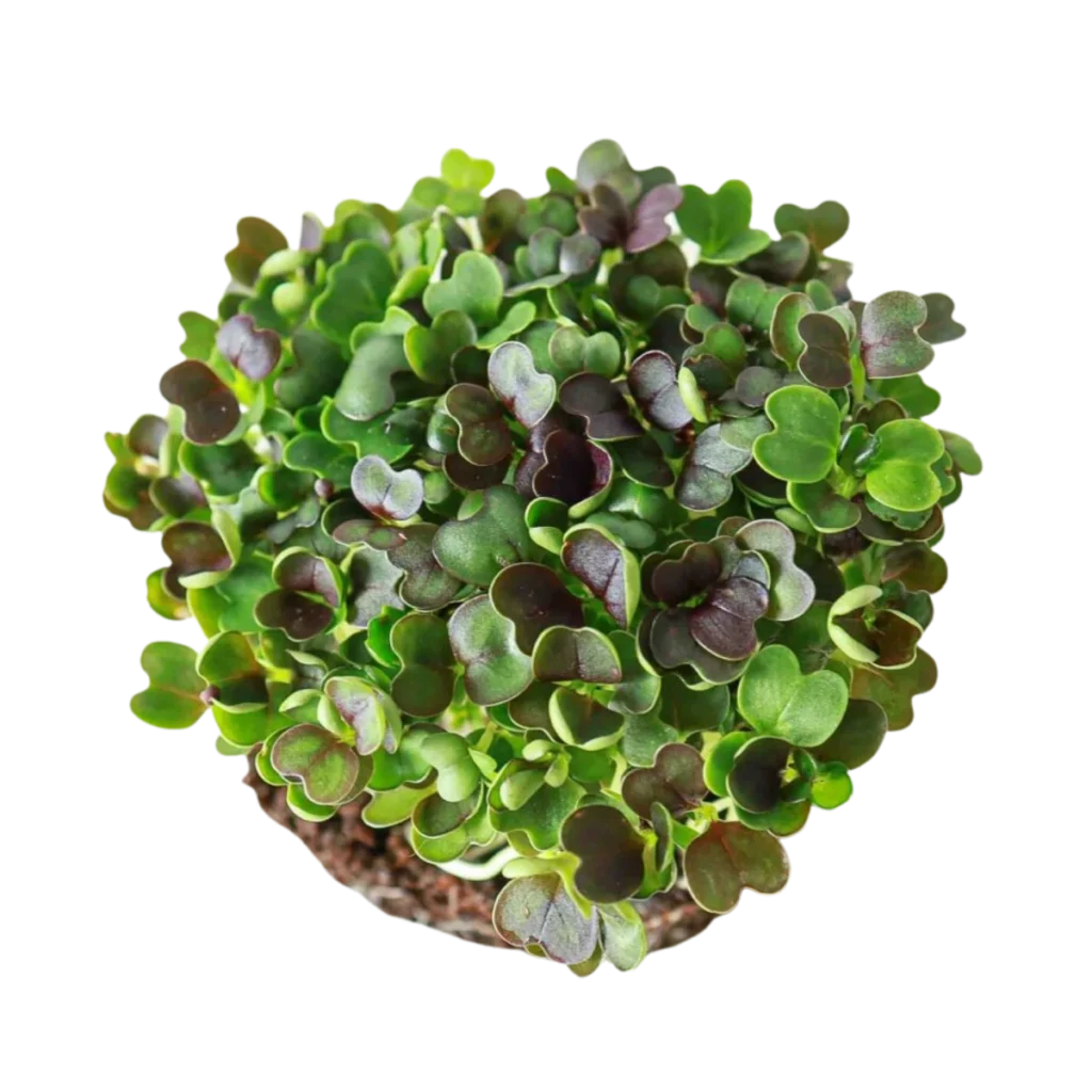 Roter Pak Choi – Samen für Microgreens