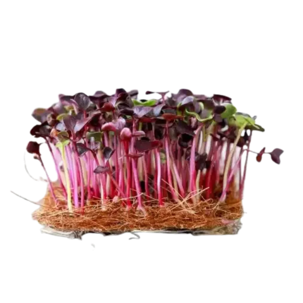 Roter Rambo-Rettich – Samen für Microgreens