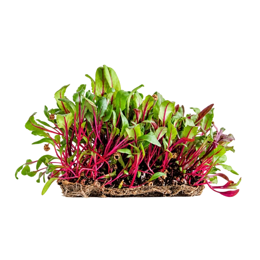 Rote Bete – Samen für Microgreens