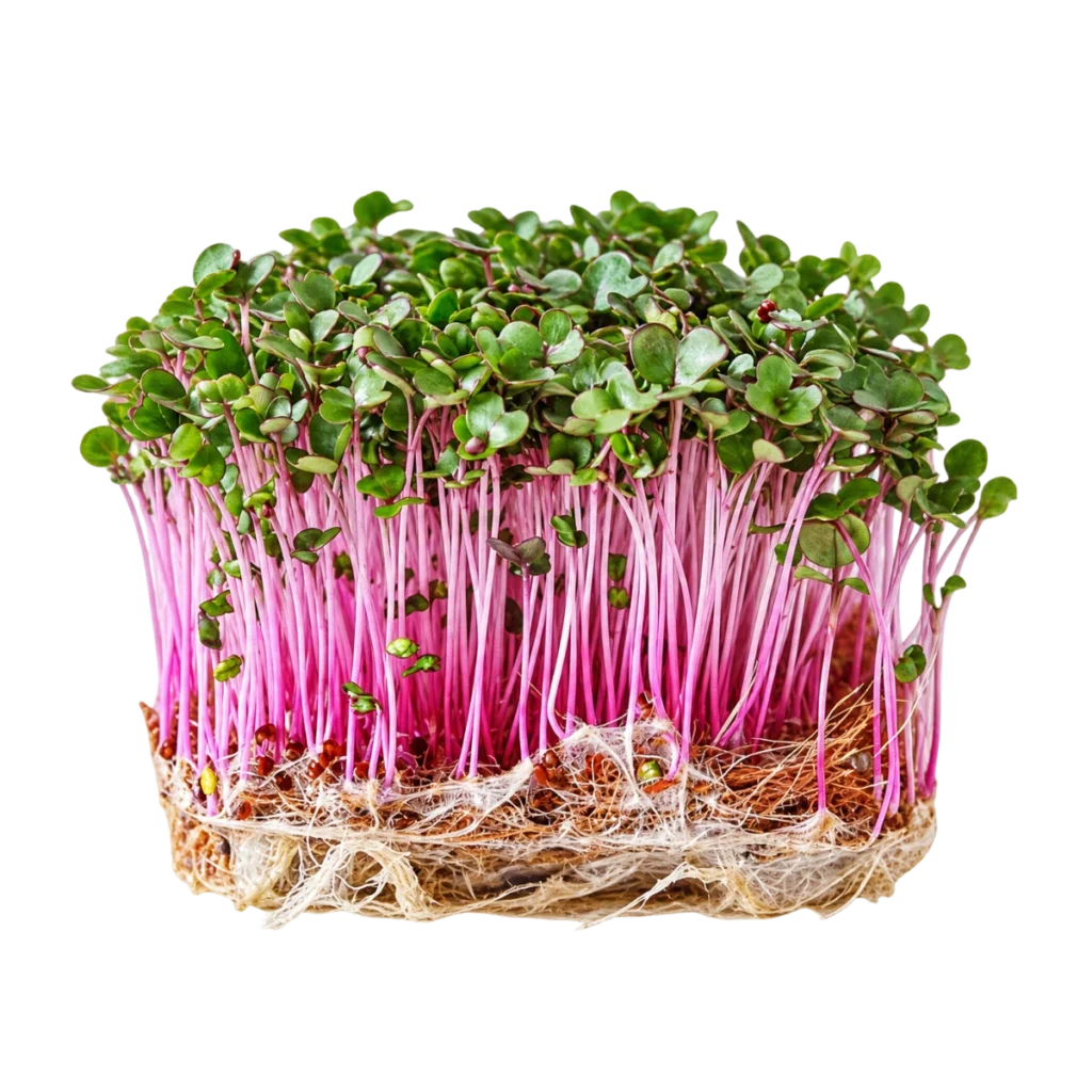 Rotkohl – Samen für Microgreens