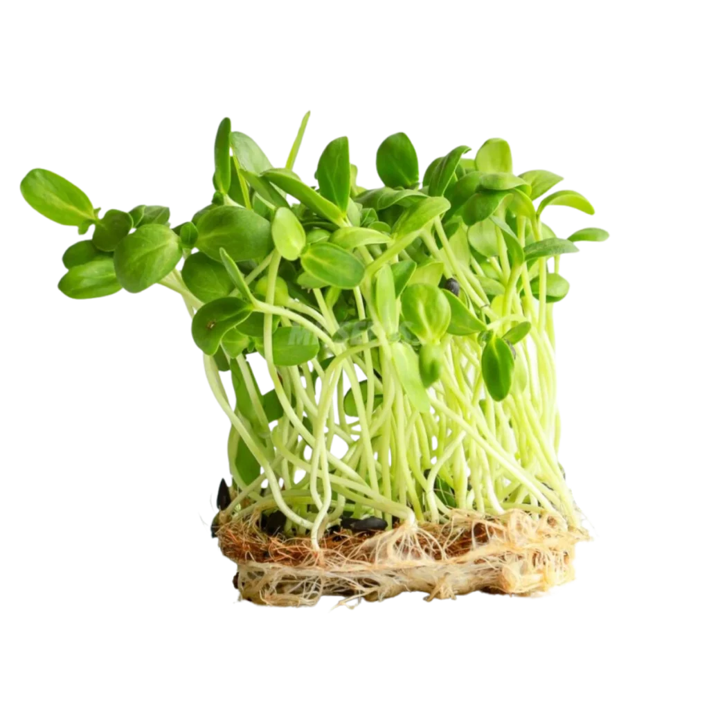 Sonnenblume Big – Samen für Microgreens