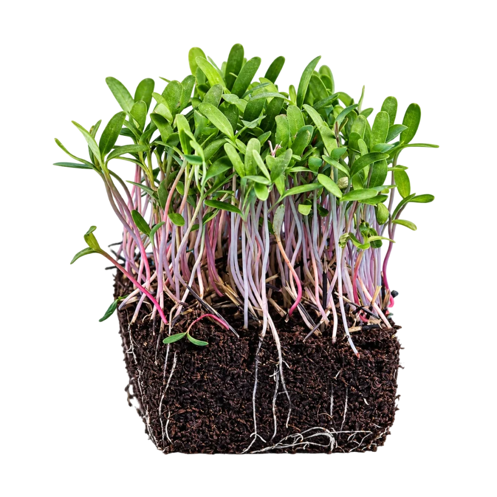 Tagetes Pink – Microgreens-Samen