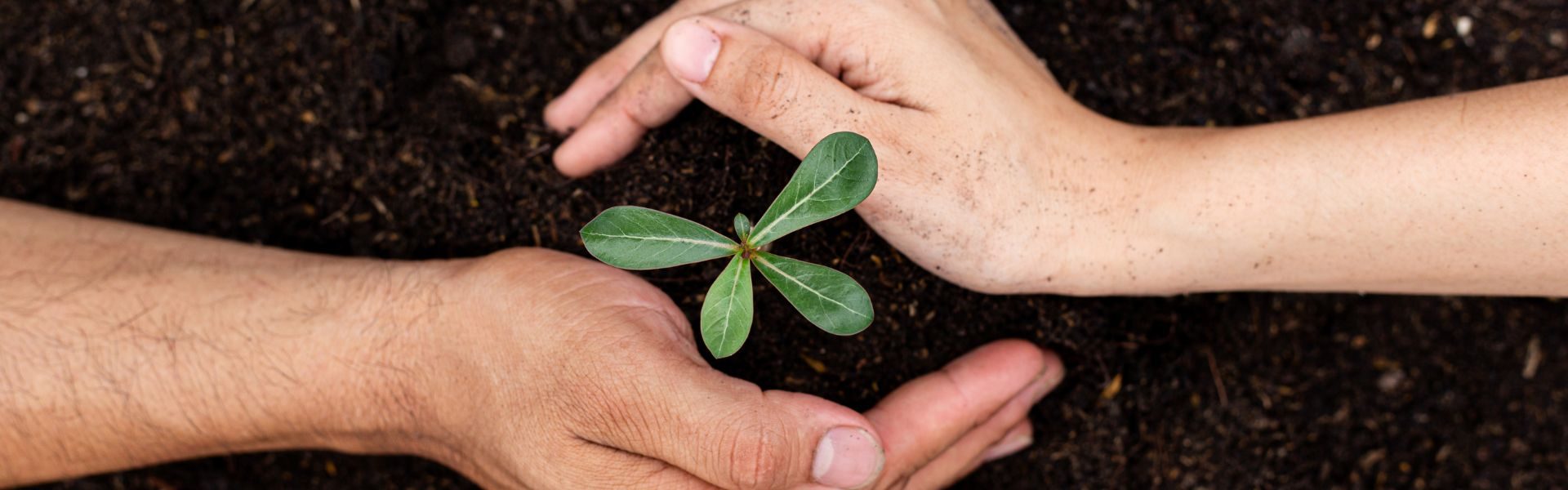Was ist Perlit? Vorteile, Anwendungen und Tipps für Pflanzenpflege
